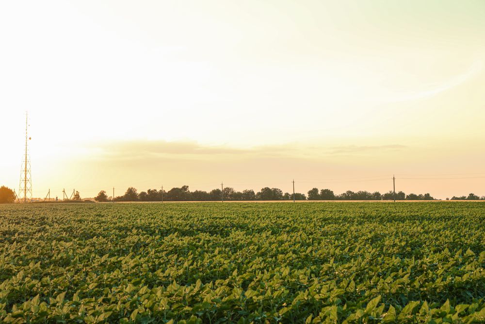 Green sunflower field at sunset, space for text. Agriculture