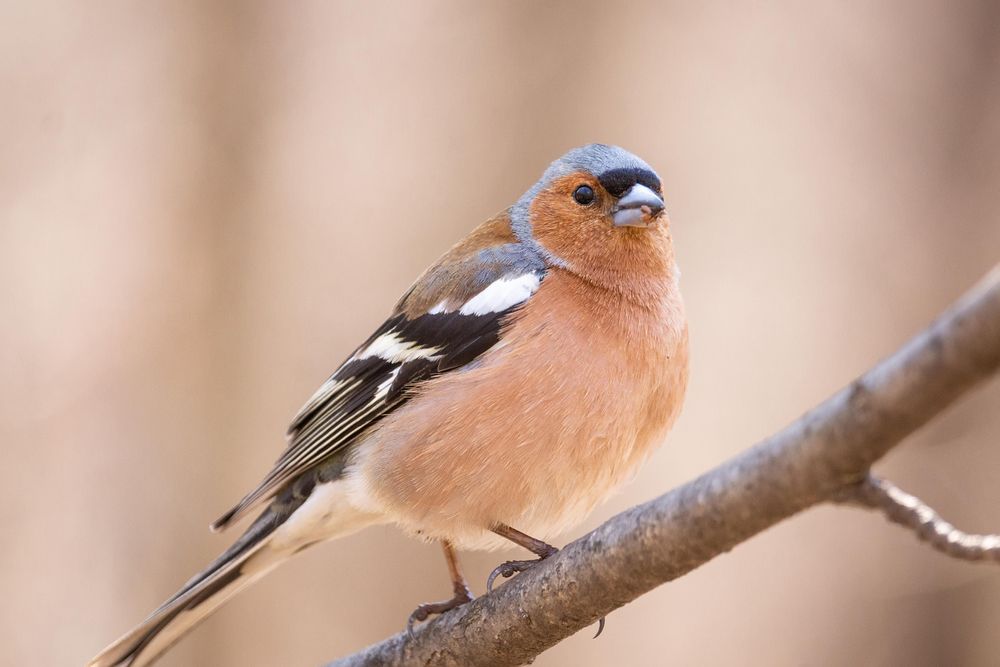 Common chaffinch  bird on tree branch
