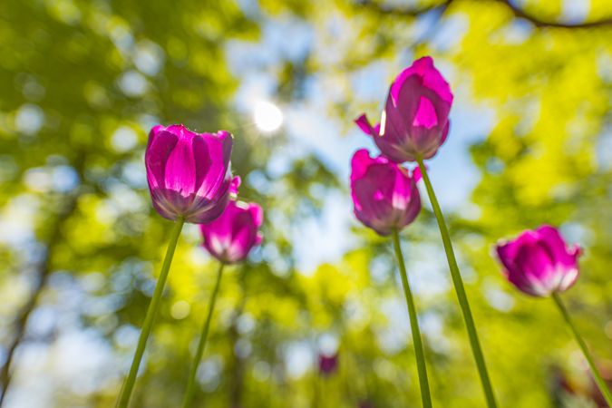Bright pink tulips shot from the stem
