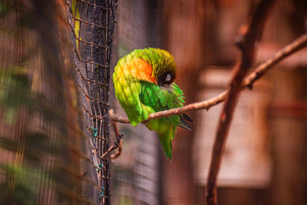 Lovebird