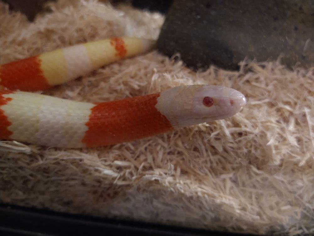 Albino Pueblan Milk Snake