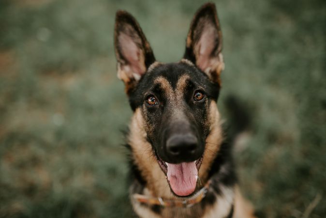 brown german shepherd sitting on grass at park