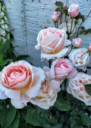 Roses with pink and cream colors