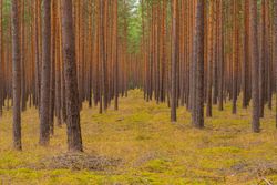 Tree trunk field