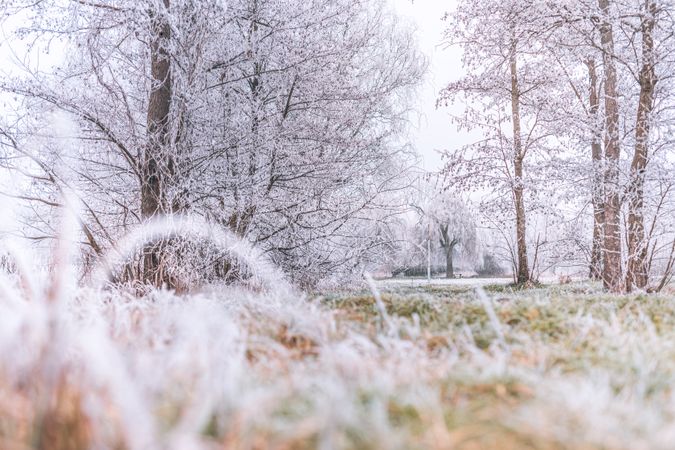 Grass and trees with frost and ice