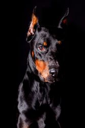 Amazing dog staring at camera