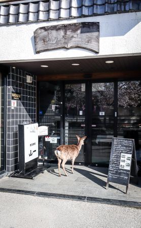 Brown deer standing beside a a store