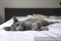 Russian blue cat lying on bed 0yOBG4