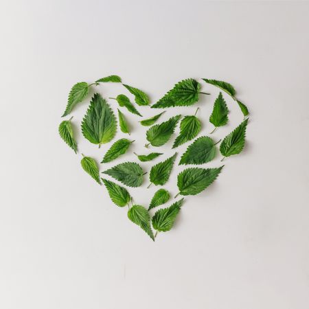 Nettle leaves in shape of heart on light background