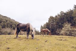 Peaceful horses eating grass at meadow by forest