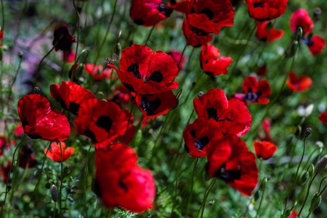 Poppy flowers in a meadow