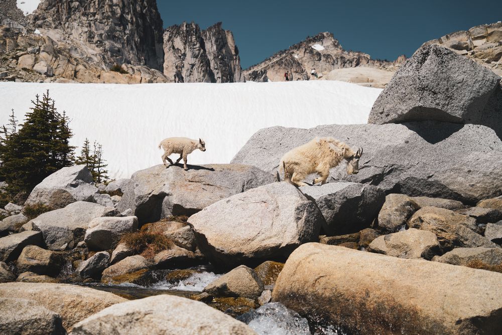 mountain goats walking