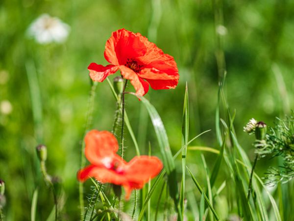 Red wild poppies in green grass, natural fields.