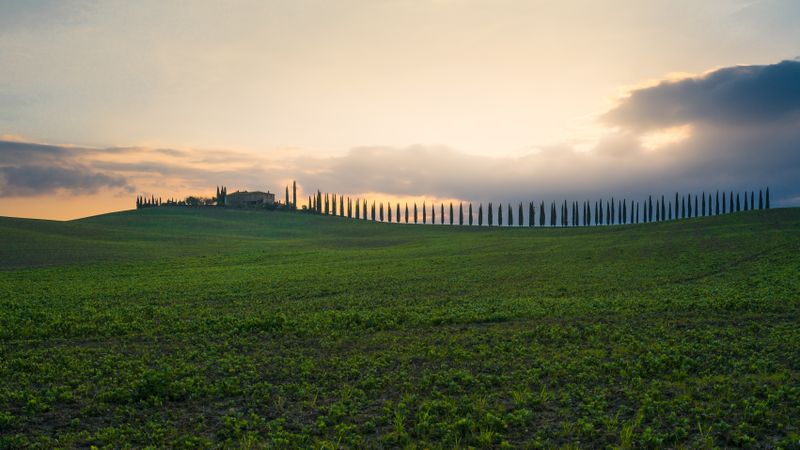 Peaceful green field in bright sunlight