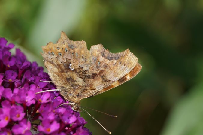 Brown butterfly perched on purple flower in close up photography