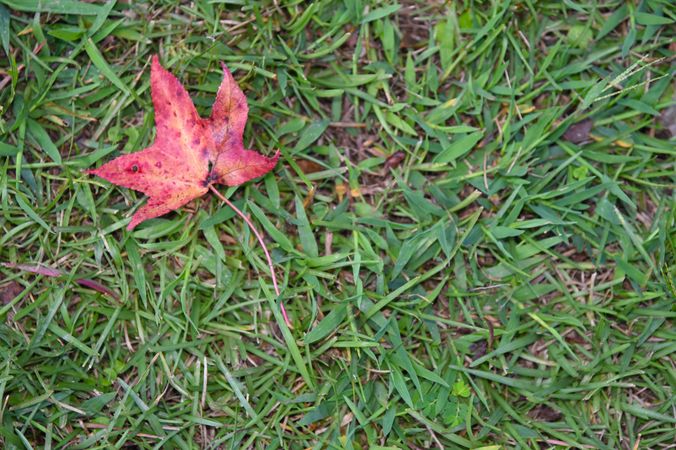 Red leaf on the left laying in grass
