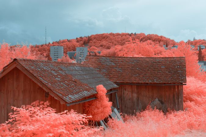 Infrared trees near suburban houses