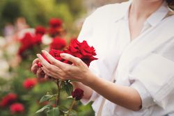 Red Chinese rose in a woman's hands. Background flowers