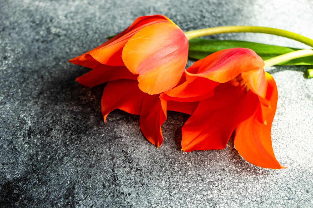 Orange tulip flowers on concrete counter