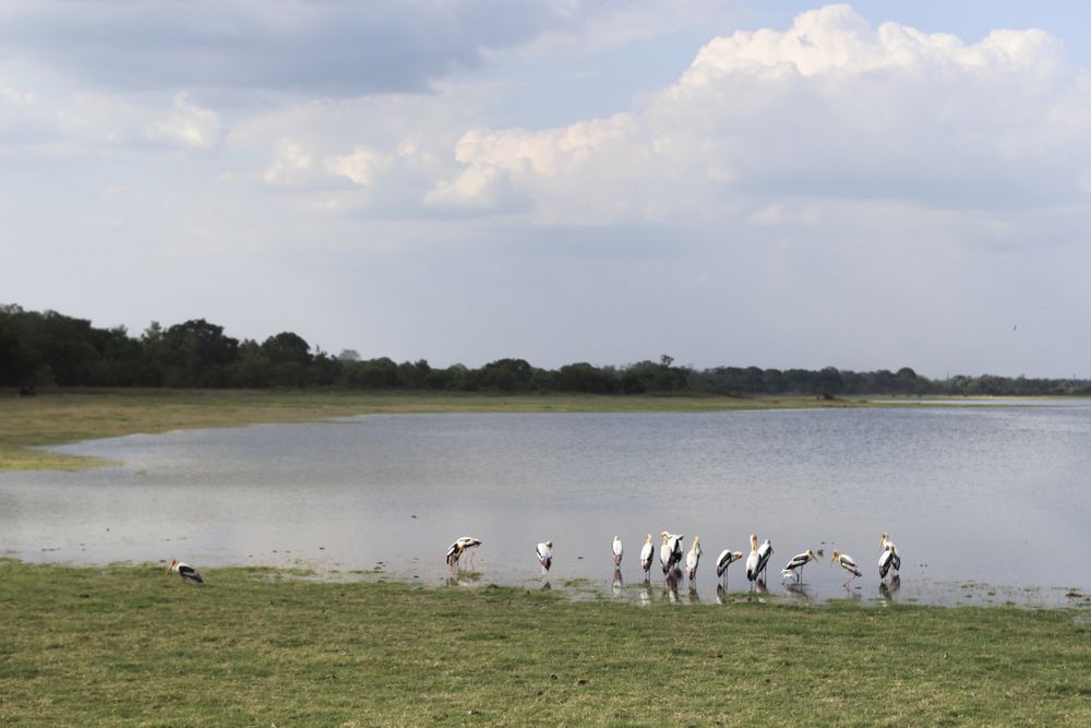 Flock of pelicans near lake