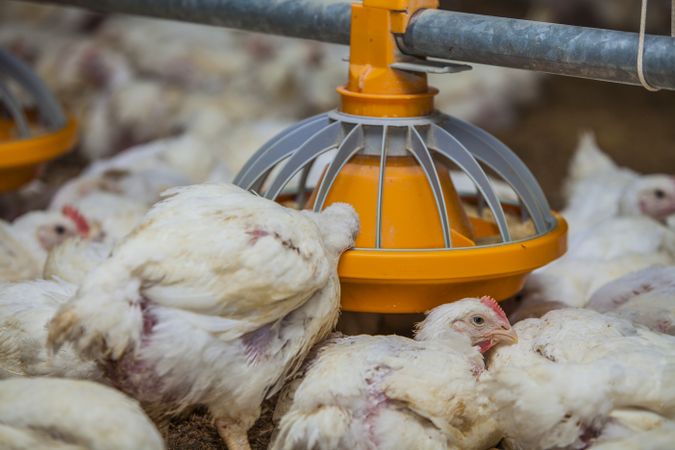 Hungry hens feeding from bird feeder on farm