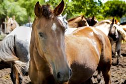 Horses standing in field paddock