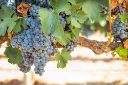 Vineyard with Lush, Ripe Wine Grapes on the Vine Ready for Harvest