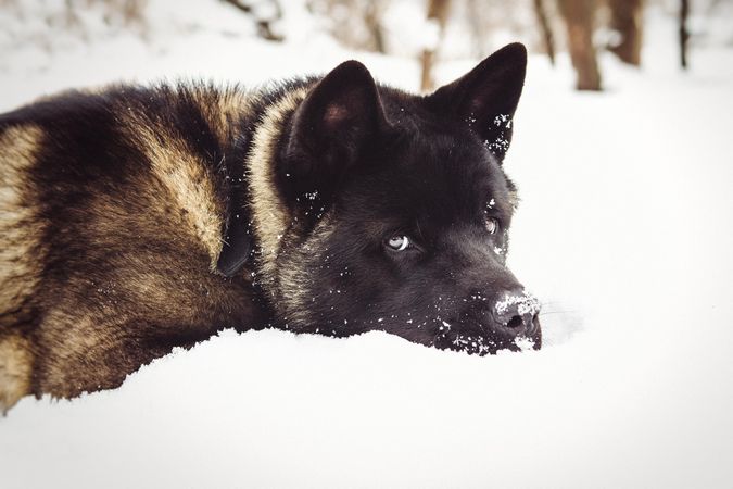 Dark German shepherd lying on snow covered ground