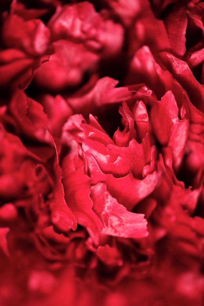 Beautiful blossoming red carnation in closeup