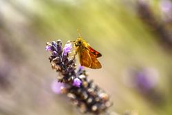 Orange butterfly on purple plant