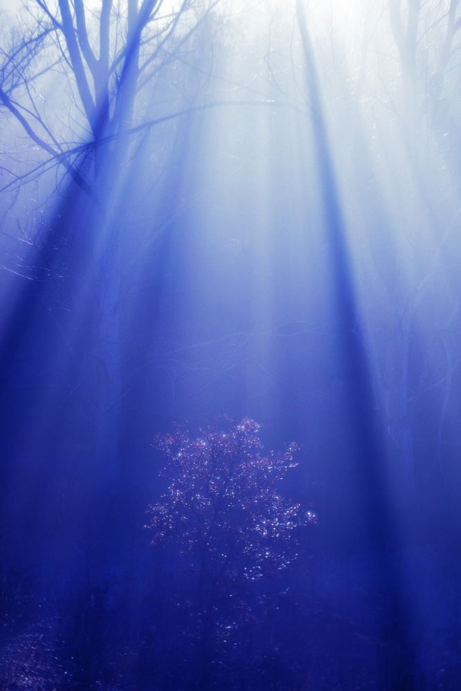 Blurred trees in forest