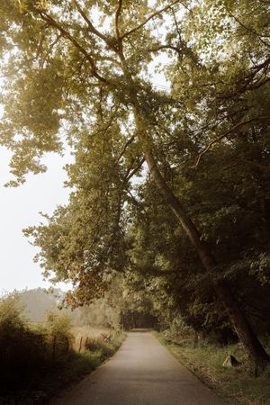 Empty way leading between dense forest and green field