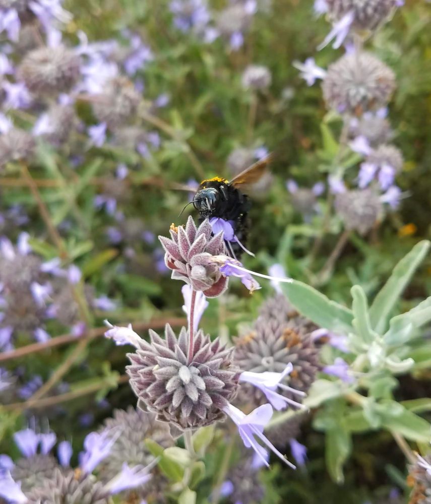 Blue sage bee