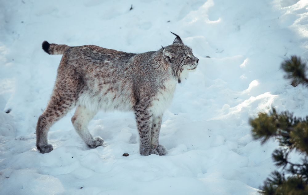 Lynx on hill near stones and snow