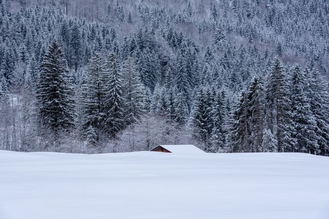 Winter landscape with pine woodland and deep snow in the Bavarian Alps, Germany