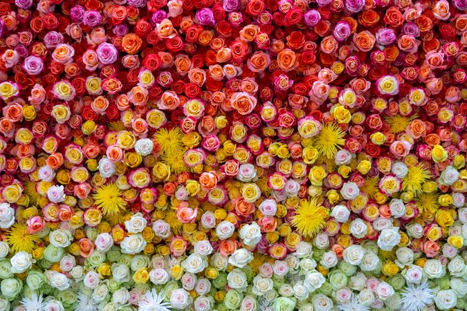 Yellow and red assorted roses