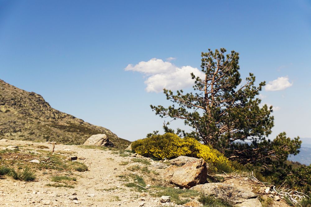 Rocky path in forest on sunny day
