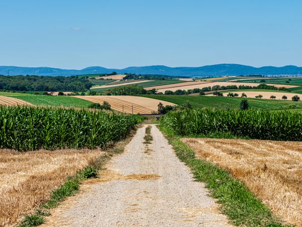 Cylinder-shaped hay bales in the fields of Alsace.