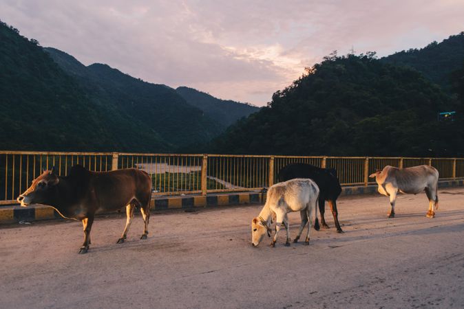 Herd of cows walking over concrete bridge at sunset in jungle valley of Rishikesh India