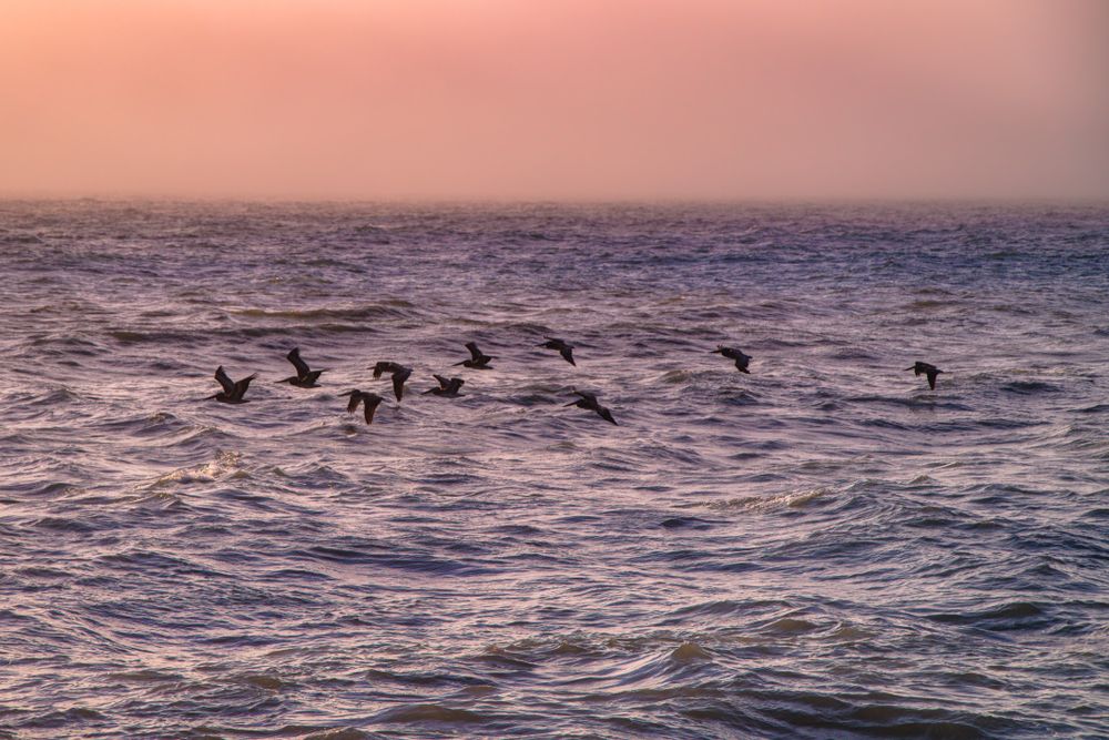 Flock of birds flying over the Pacific Ocean in late afternoon