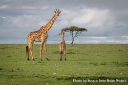 Giraffe and an offspring in nature 48npX0