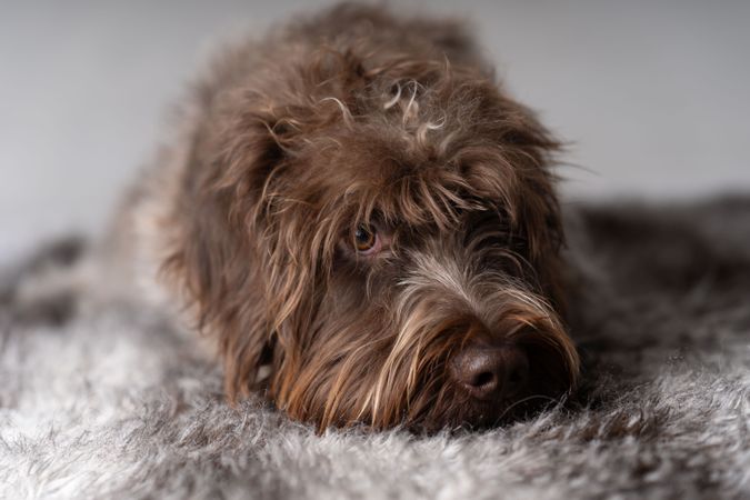 Cute purebreed griffon resting head on rug