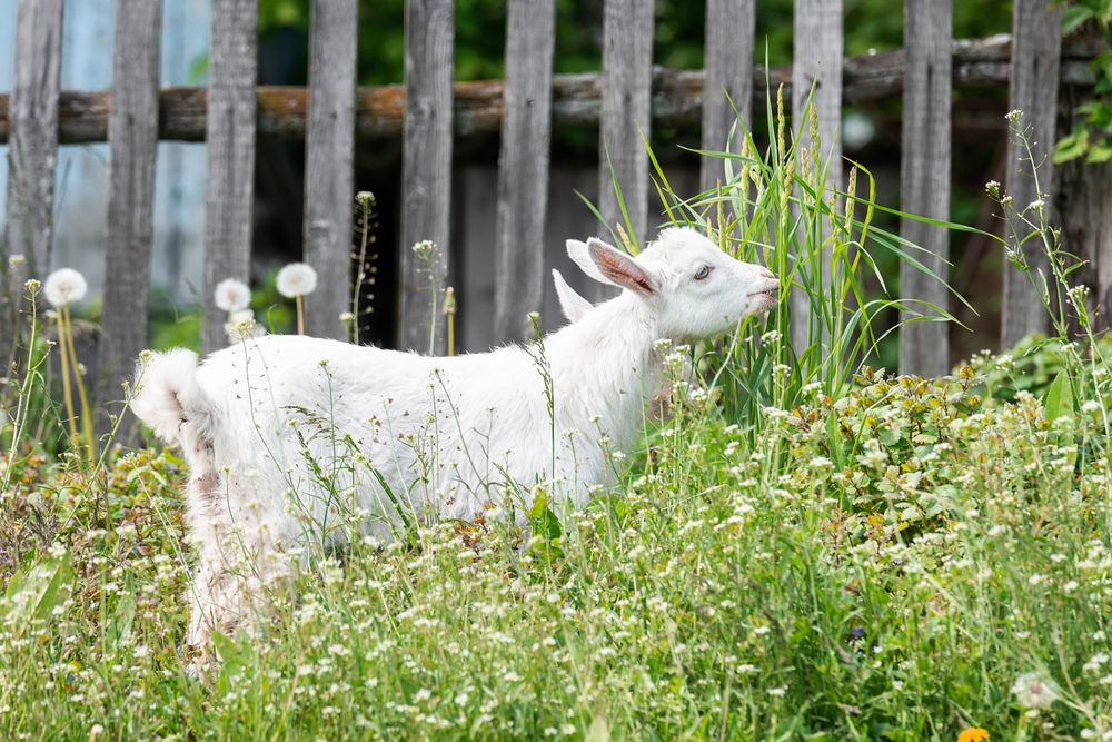 Light goat grazing