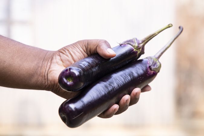 Fresh organic eggplant in person's hand