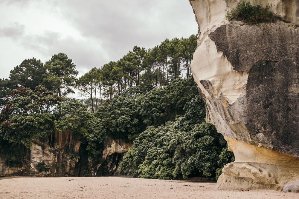 Landscape of huge trees at beach