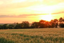 Wheat field at sunset, space for text. Agriculture