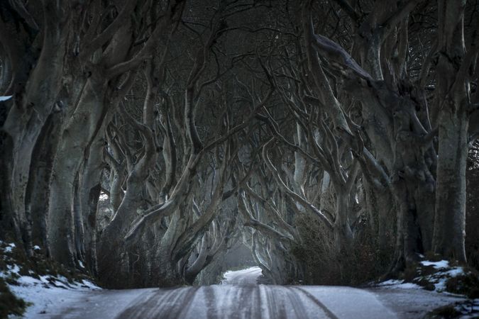 Tunnel of giant beech leafless trees in Ireland