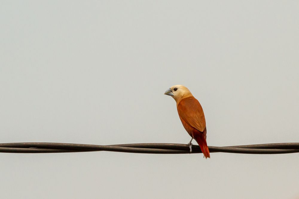 Prinia Bird