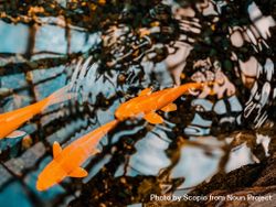 Three yellow koi fish in water reflecting trees 41Avp4