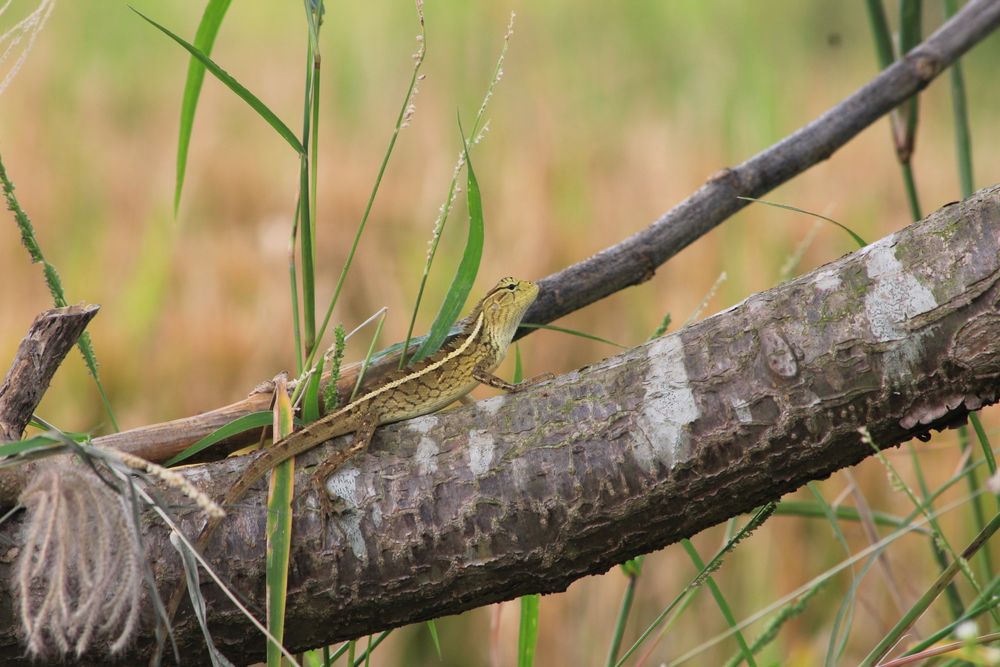 Lizard